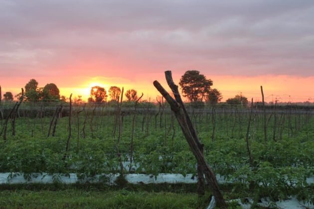 Plantación de tomates