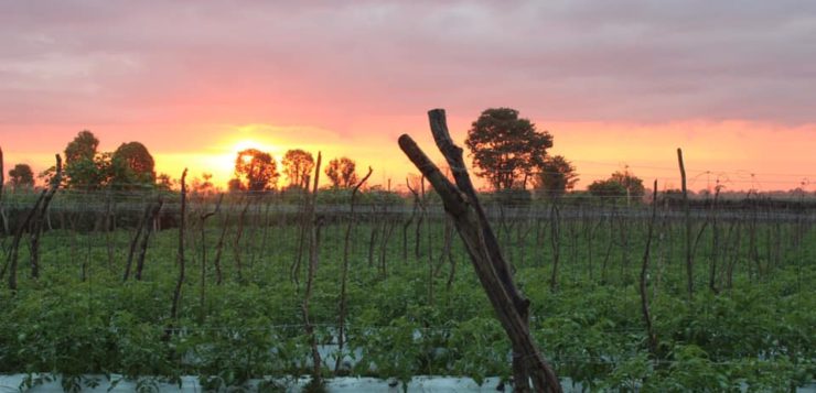 Plantación de tomates