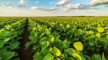 Derrumbe en el país de la soja: el cultivo estrella tendrá la menor siembra en 15 años