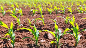 La siembra de trigo cayó 23% en una zona clave para el cultivo